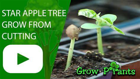 How to grow Star apple tree from cutting - raincitystudios.com