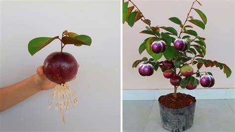 How to grow Star apple tree from Star apple fruit to produce large ... - raincitystudios.com