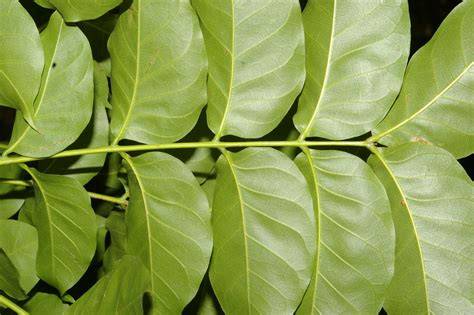 How To Grow Swietenia macrophylla | EarthOne - raincitystudios.com