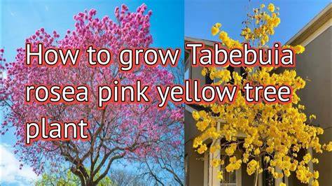 How To Grow Tabebuia rosea | EarthOne - raincitystudios.com
