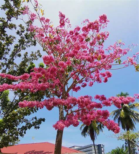 How to Grow Tabebuia Rosea | Rosy Trumpet Tree Care - raincitystudios.com
