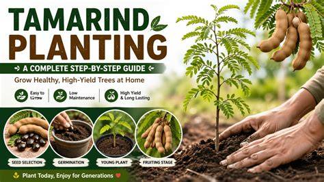 How to Grow Tamarind from Seed: A Complete Guide - raincitystudios.com