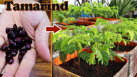 How to Grow Tamarind Tree | Growing Tamarind - raincitystudios.com