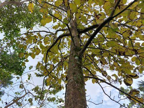 How to grow teak trees in small spaces - raincitystudios.com