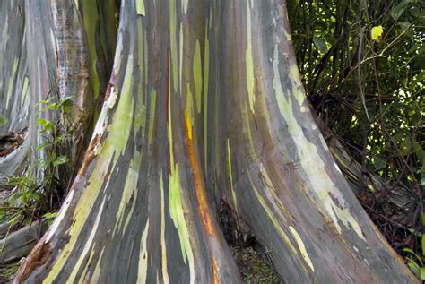 HOW TO GROW THE RAINBOW EUCALYPTUS - raincitystudios.com