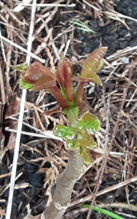 How To Grow Toona sinensis | EarthOne - raincitystudios.com