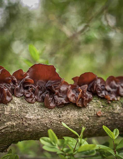 HOW TO GROW WATER SPINACH AND WOOD EAR MUSHROOMS - raincitystudios.com