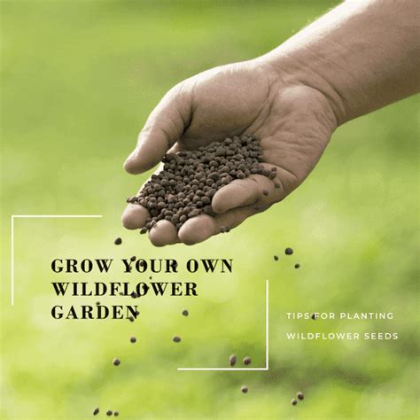 How To Grow Wildflower Seeds | American Meadows - raincitystudios.com