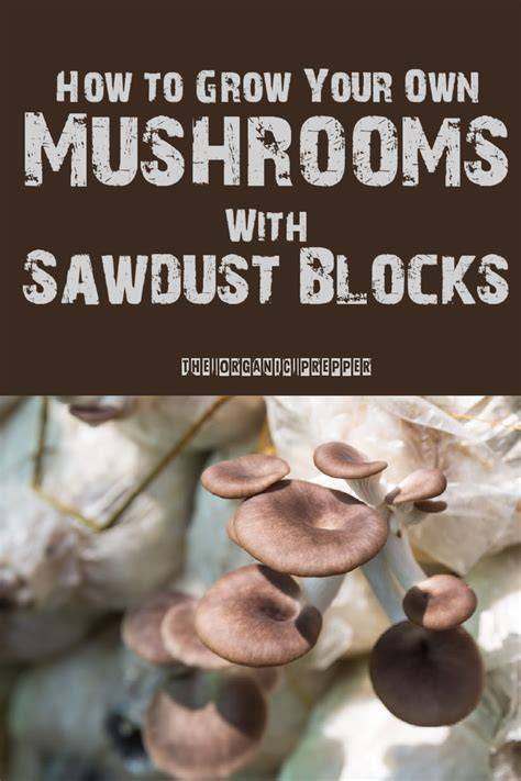 How to Grow Your Own Mushrooms With Sawdust Blocks - raincitystudios.com