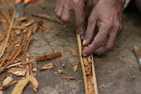 How to Harvest Cinnamon: 10 Steps (with Pictures) - raincitystudios.com