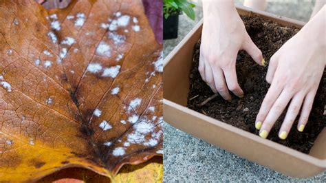 How to Harvest Leaf Mold & 4 Ways to Use It - Rural … - raincitystudios.com