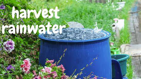 How to Harvest Rainwater - Garden Gate - raincitystudios.com