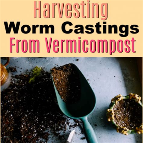 How To Harvest Worm Castings From Your Vermicompost - raincitystudios.com