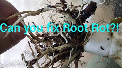 How to Identify, Fight and Fix Root Rot - Pennington - raincitystudios.com