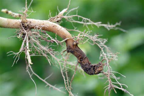 How to identify, treat and prevent root rot - Flower Power - raincitystudios.com