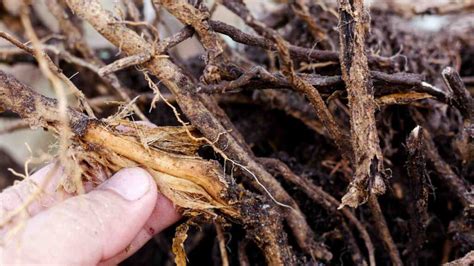 How to Identify and Treat Root Rot in … - raincitystudios.com