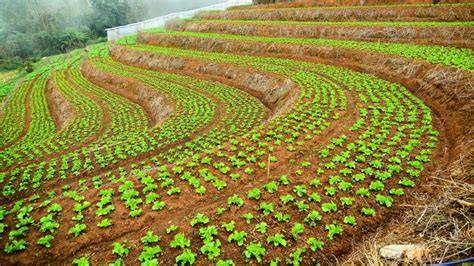 How to Implement Contour Farming for Natural Erosionproofing - raincitystudios.com