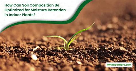 How to Improve Moisture Retention in Soil | Exfoliators - raincitystudios.com