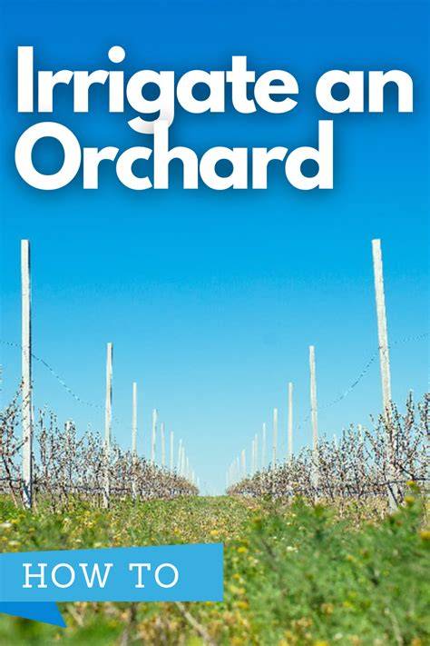 How to Irrigate an Orchard - DripWorks - raincitystudios.com