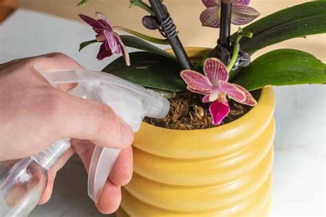 How to Keep Orchids Alive and Thriving: 10 Tips - The Spruce - raincitystudios.com