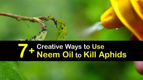 How To Kill Aphids With Neem Oil - raincitystudios.com