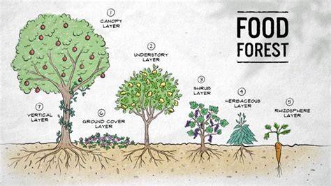 How to Layer a Food Forest and What to Plant … - raincitystudios.com