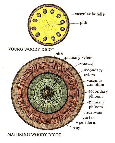 How to Layer Woody Plants for Maximum Root Growth - raincitystudios.com