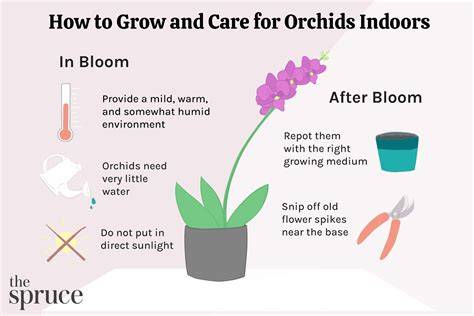 How to look after and care for your orchids - Better … - raincitystudios.com