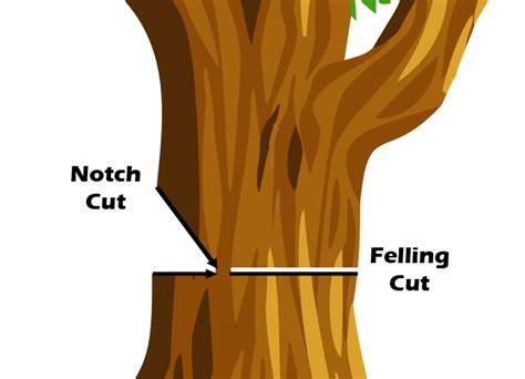How to make a felling cut | Husqvarna UK - raincitystudios.com