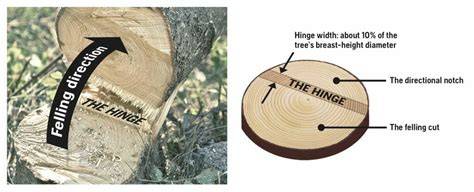 How to make a felling cut | Husqvarna US - raincitystudios.com