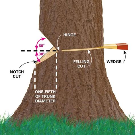 HOW TO MAKE A FELLING CUT - Husqvarna Chainsaw Academy - raincitystudios.com