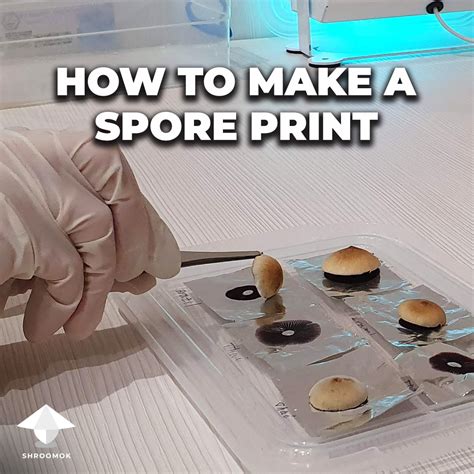 How to Make a Perfect Spore Print for Mushroom … - muktibox.com