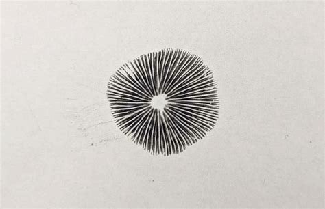 How to Make a Spore Print - North American … - muktibox.com