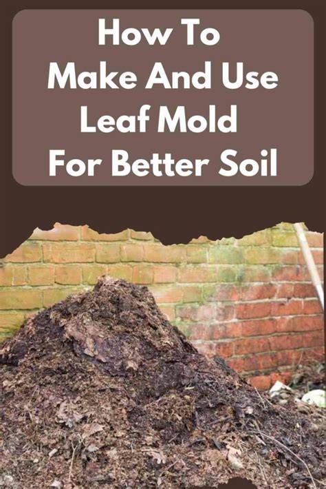 How To Make And Use Leaf Mold For Better Soil - raincitystudios.com