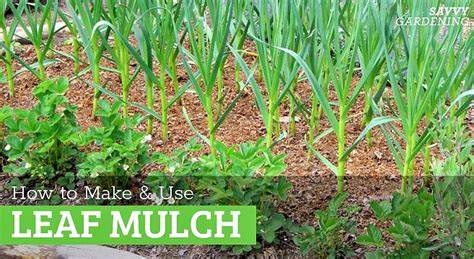 How to Make and Use Leaf Mulch - Epic Gardening - raincitystudios.com