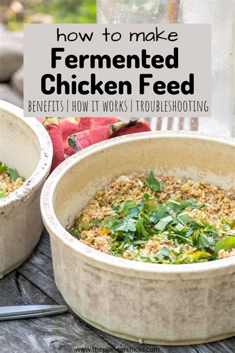How to make Fermented feed - BackYard Chickens - raincitystudios.com
