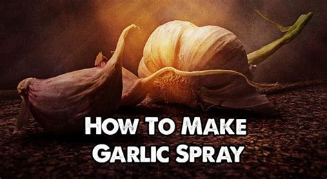 How to Make Garlic Garden Spray for Pests & Plant … - raincitystudios.com