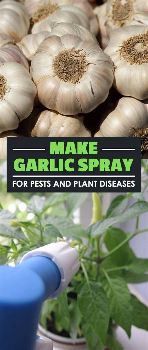 How to Make Garlic Spray to Tackle Pests and Diseases - raincitystudios.com