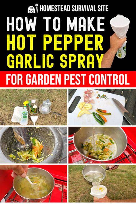 How To Make Hot Pepper And Garlic Spray - Old World … - raincitystudios.com