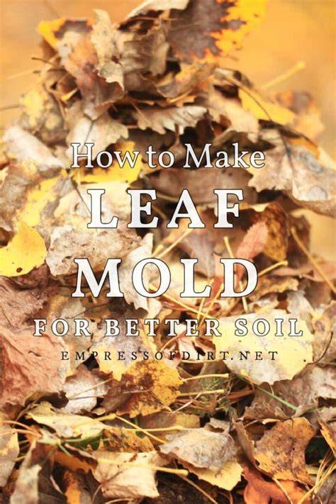How to Make Leaf Mold (Free Organic Soil Amendment) - raincitystudios.com