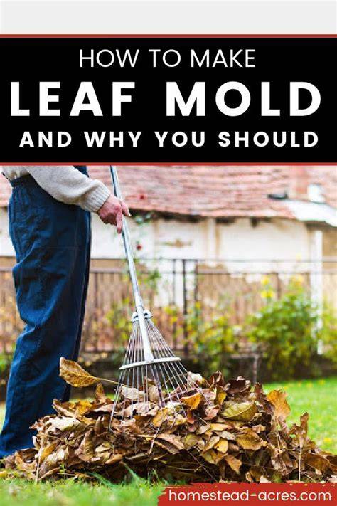 How To Make Leaf Mold Compost And Tips For Using It - raincitystudios.com