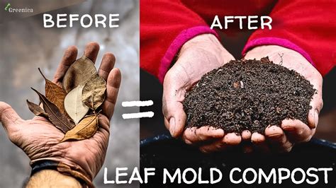 How To Make Leaf Mold Compost at Home Step By … - raincitystudios.com
