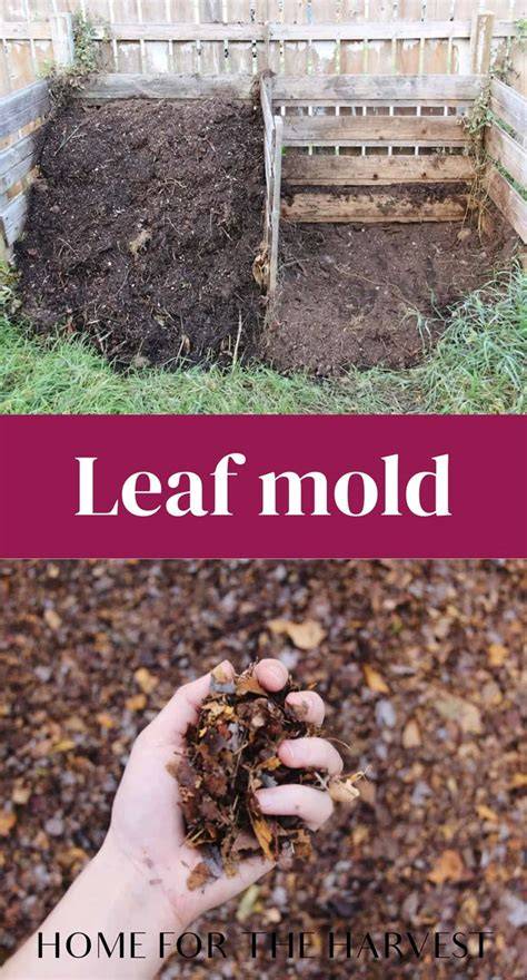 How to Make Leaf Mold Compost from Autumn Leaves - raincitystudios.com