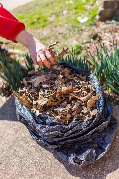 How To Make Leaf Mold For Soil Amendment - raincitystudios.com