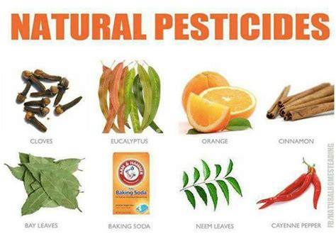 How To Make Natural Garden Pesticides - Apartment Therapy - raincitystudios.com