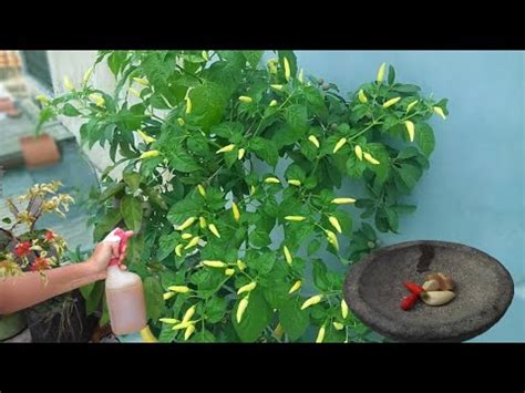 How To Make Natural Pesticide From Chili Pepper and Garlic - raincitystudios.com