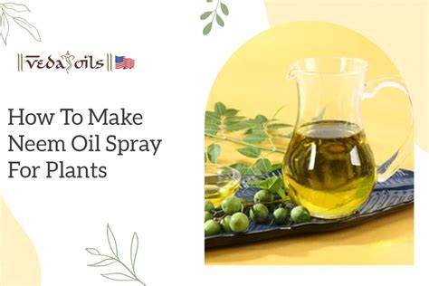 How To Make Neem Oil Spray For Plants - Gardening … - raincitystudios.com