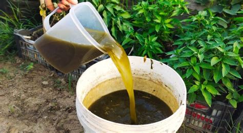 How To Make Nutrient-Rich Organic Liquid … - raincitystudios.com