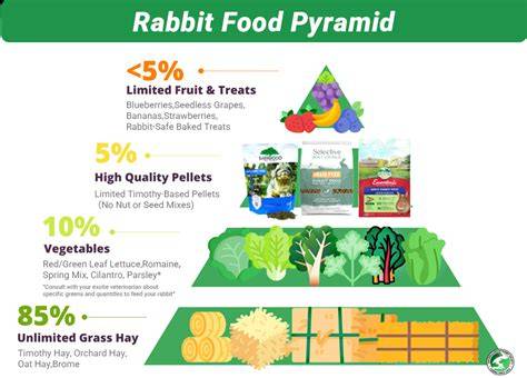 How to Make Nutritious and Cost-Effective Rabbit Pellets - raincitystudios.com