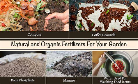 How to Make Organic Plant Fertilizer at Home - raincitystudios.com
